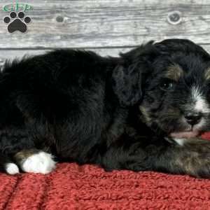 Pitt, Mini Bernedoodle Puppy